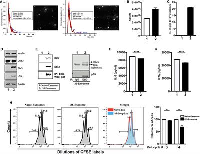 Interleukin 35-Producing Exosomes Suppress Neuroinflammation and Autoimmune Uveitis